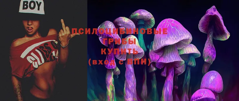 Псилоцибиновые грибы Psilocybine cubensis  Павлово 